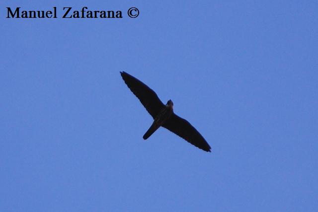 Lodolaio in migrazione